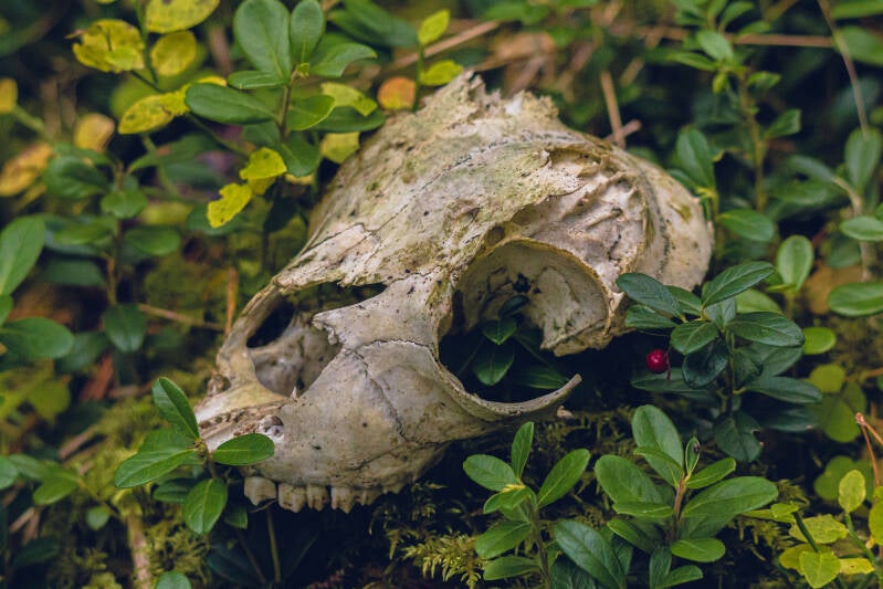 Skull