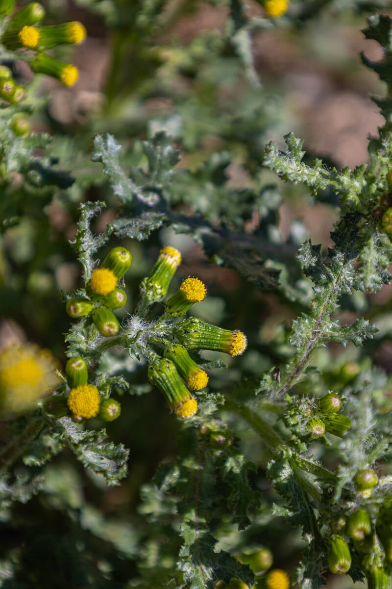 gewöhnliches Greiskraut