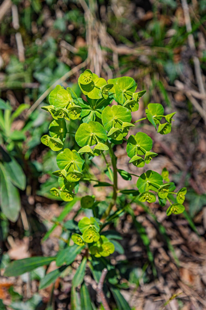 Esels Wolfsmilch auch bekannt als gemeine Wolfsmilch, Teufelsmilch