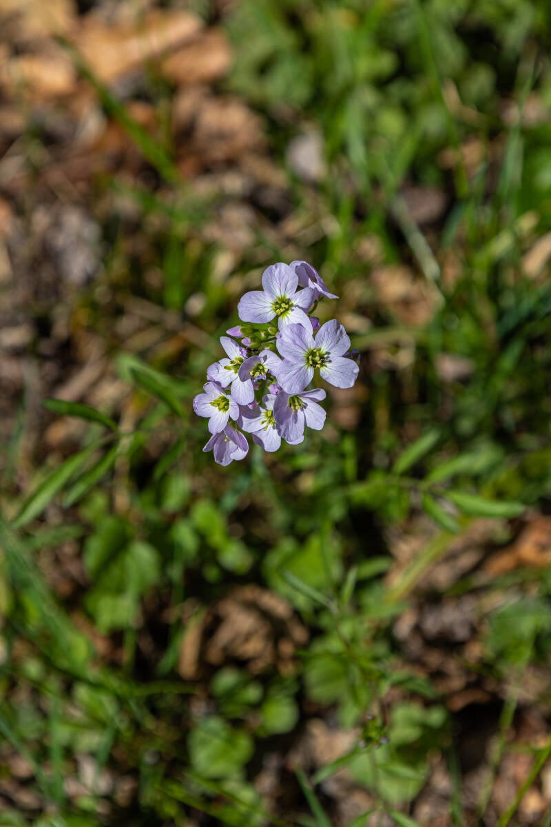 Wiesen Schaumkraut auch bekannt als Kukusspeichel, Hexenspucke