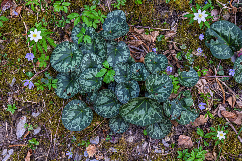 europäisches Alpenveilchen