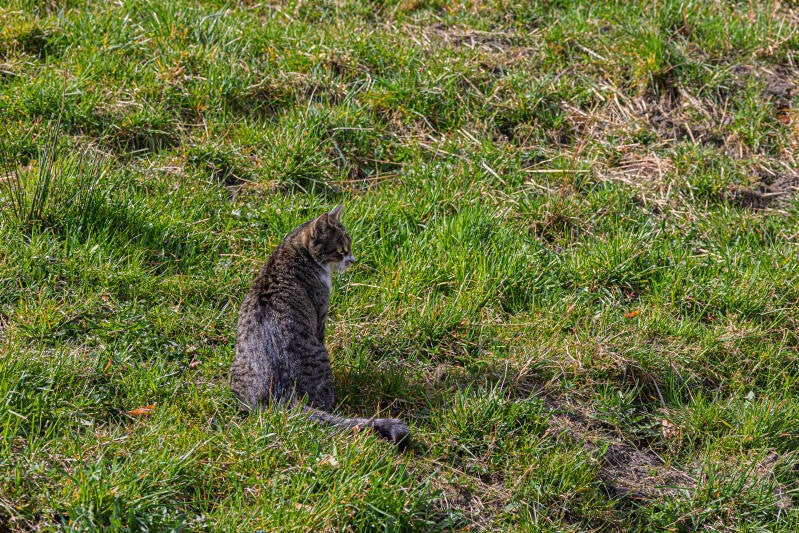 Flauschiges Begrüssungskomitee