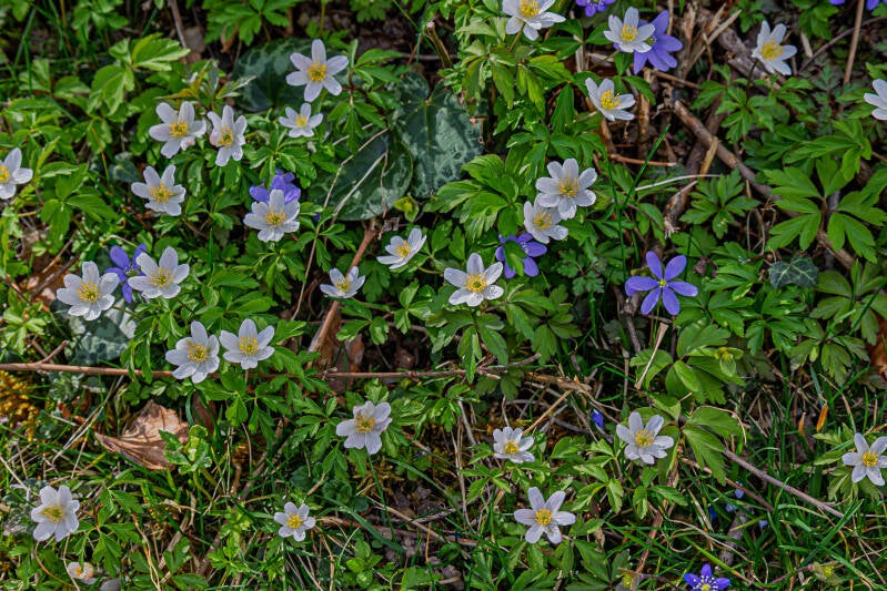 Buschwindröschen &amp; Leberblümchen
