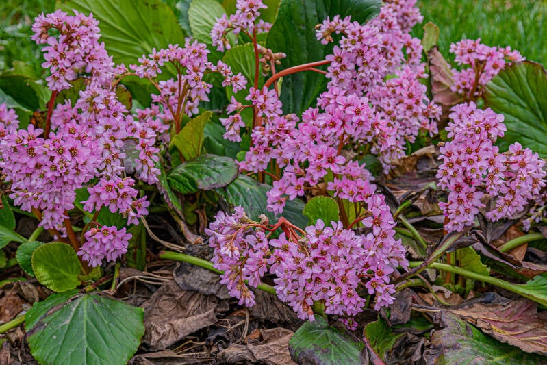 Dickblatt Bergenie (in einem Garten gesehen)
