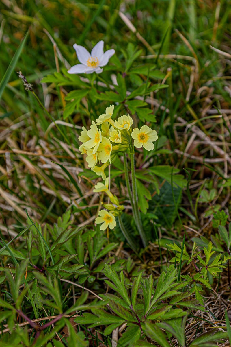 Hohe Schlüsselblume, auch bekannt als Fastenblume, Wald Primel, Wald Schlüsselblume