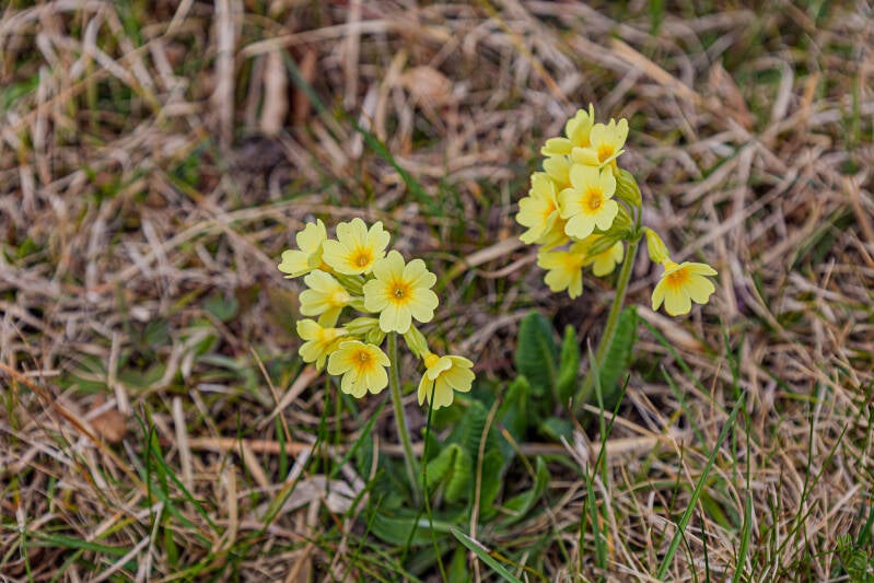 Hohe Schlüsselblume, auch bekannt als Fastenblume, Wald Primel, Wald Schlüsselblume