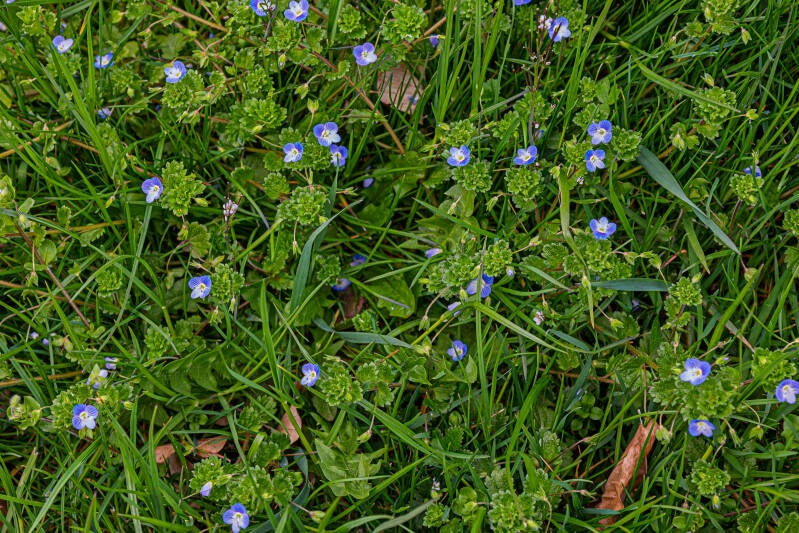 persischer Ehrenpreis