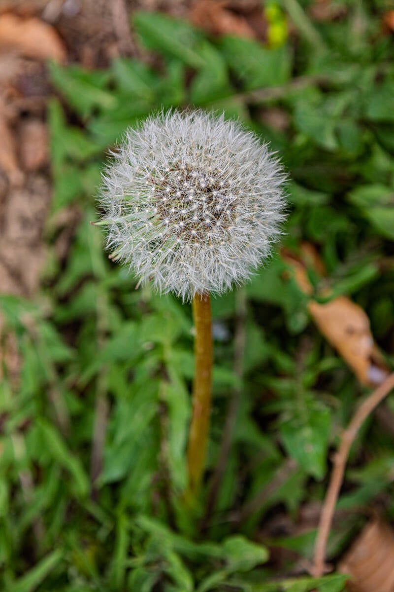 Pusteblume 