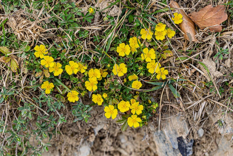 kriechendes Fingerkraut