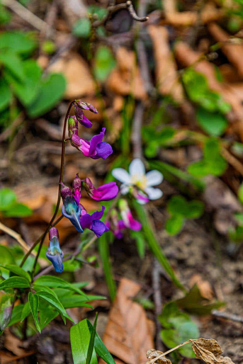 Frühlings Platterbse