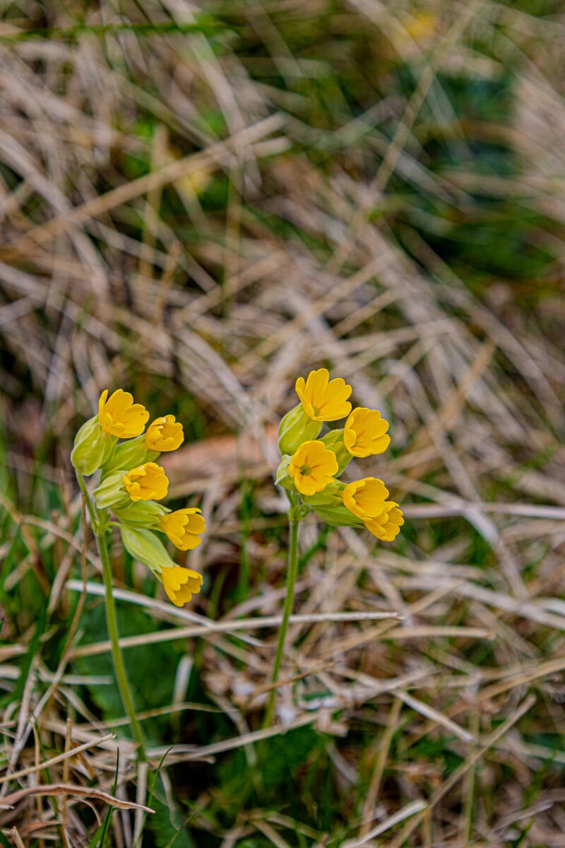 echte Schlüsselblume