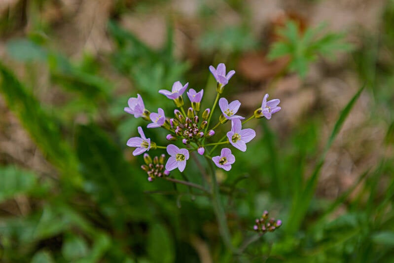 Wiesen Schaumkraut auch bekannt als Kukusspeichel, Hexenspucke