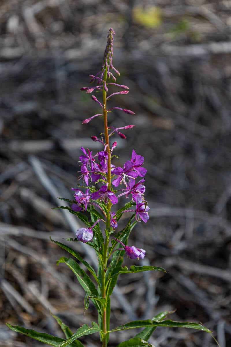 Schmalblättriges Weidenröschen