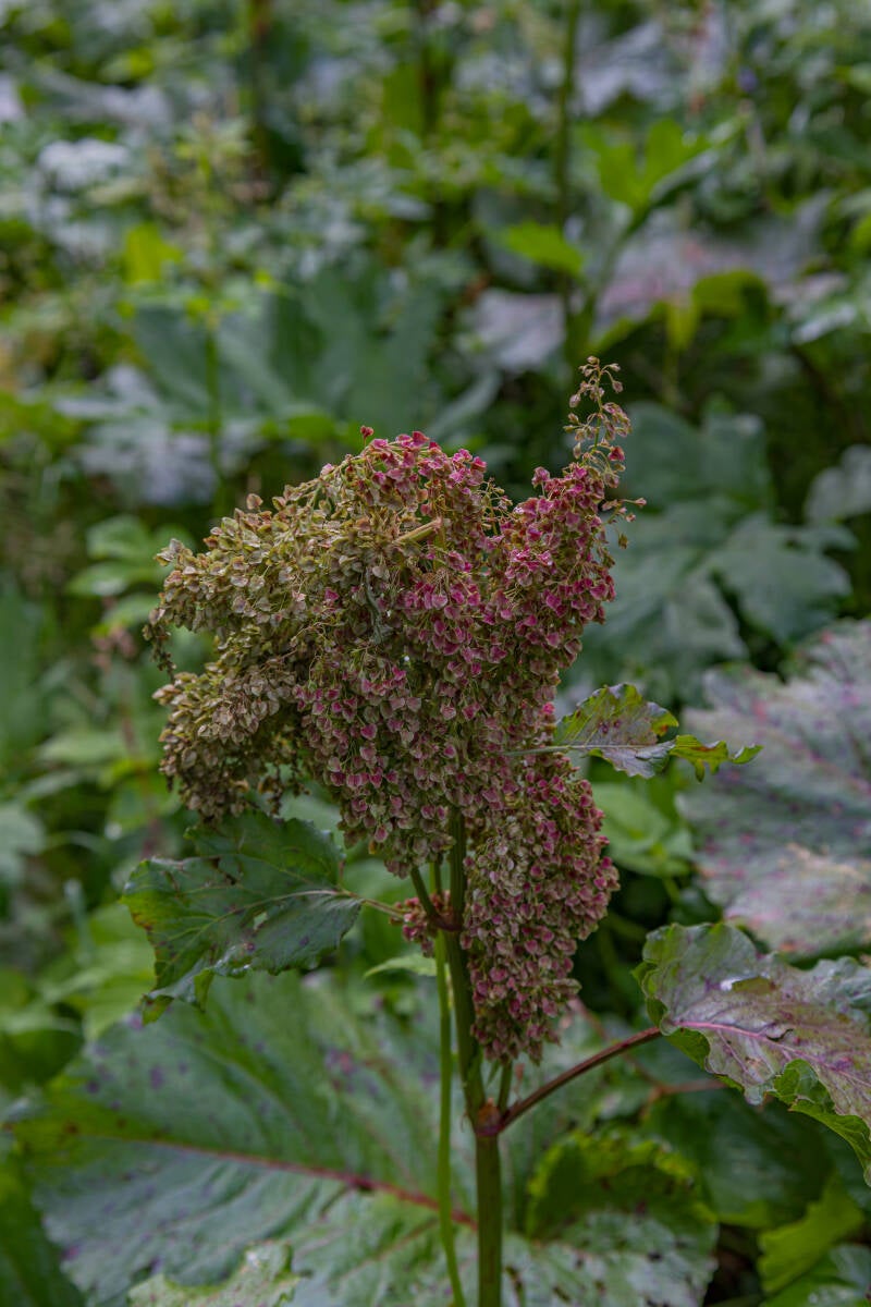 gemeiner Rhabarber