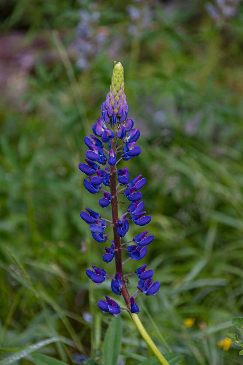 Lupine