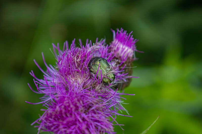 Rosenkäfer auf Kratzdistel