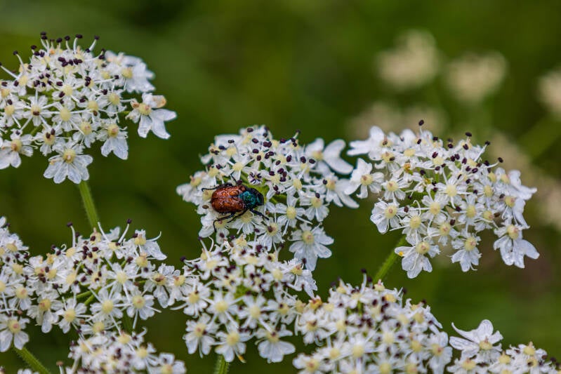 Gartenlaubkäfer auf Wiesen Bärenklau