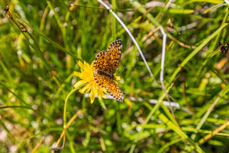 braunfleckiger Perlmuttfalter