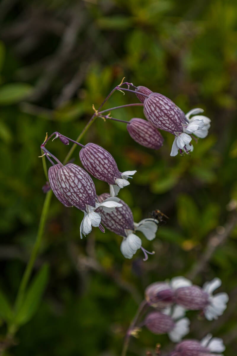 Taubenkropf Leimkraut