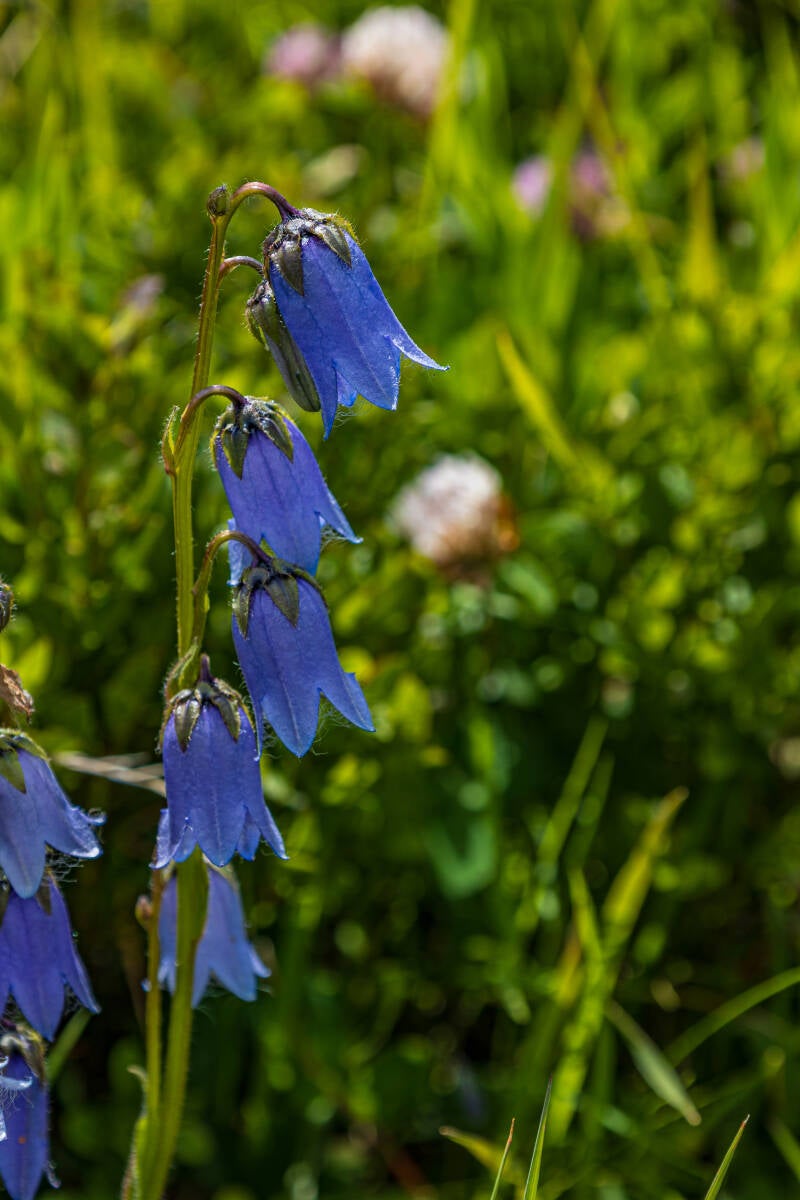 bärtige Glockenblume