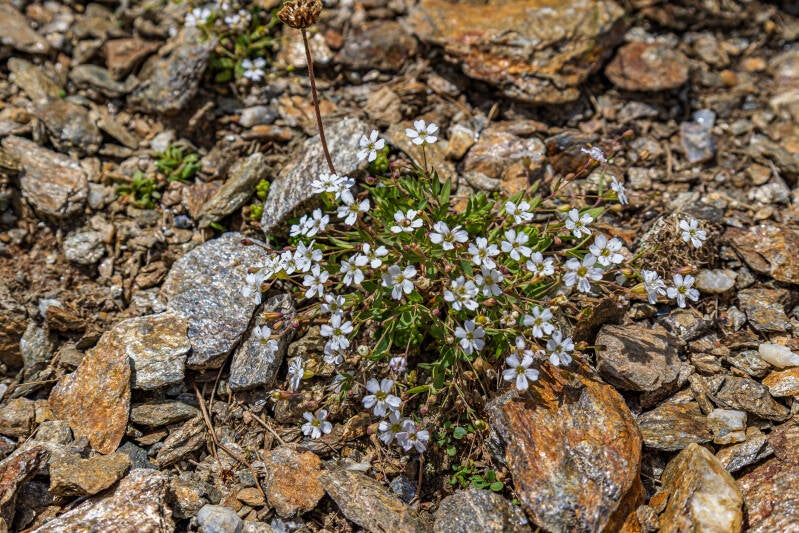 kriechendes Gipskraut