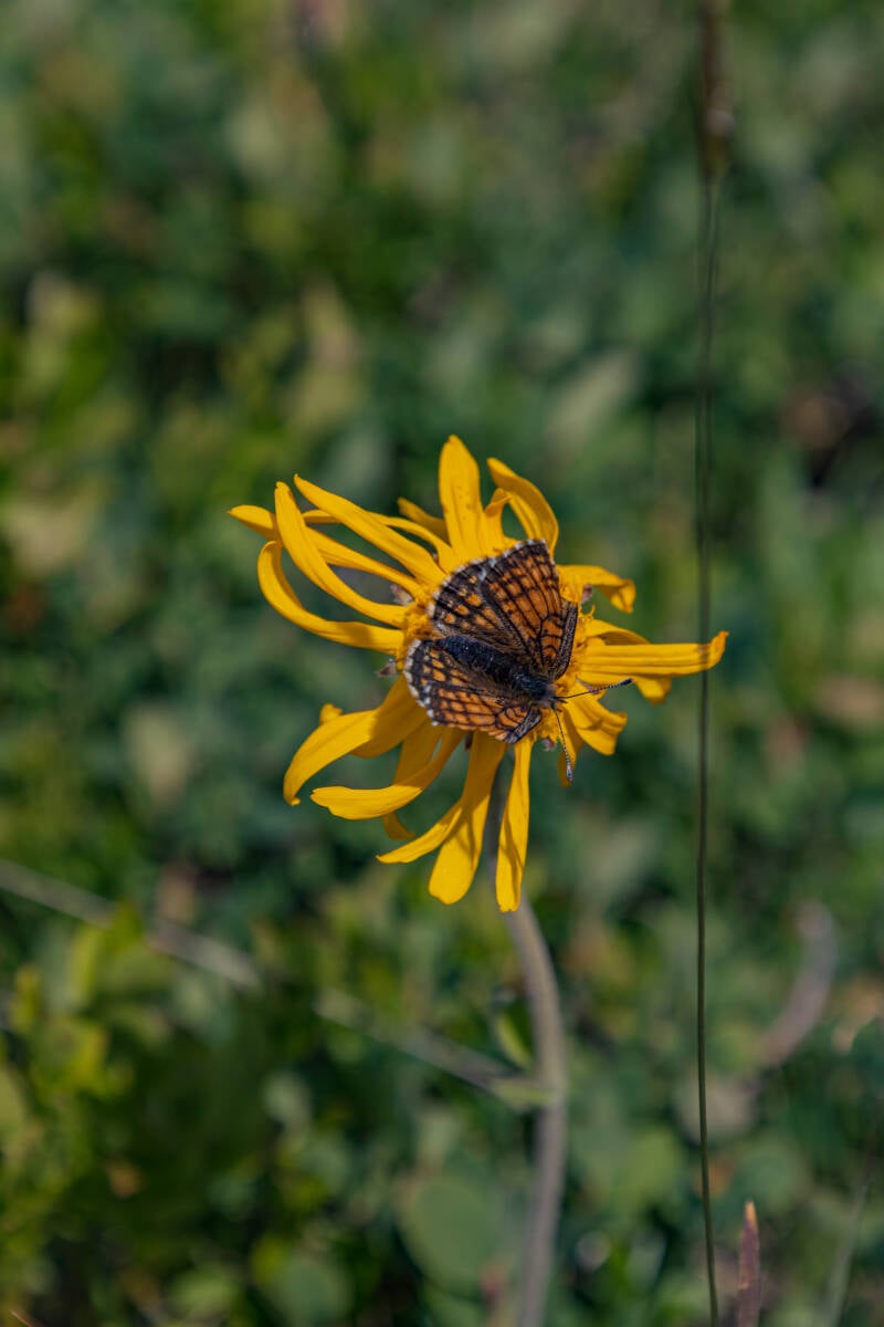 Mähwiesen Scheckenfalter
