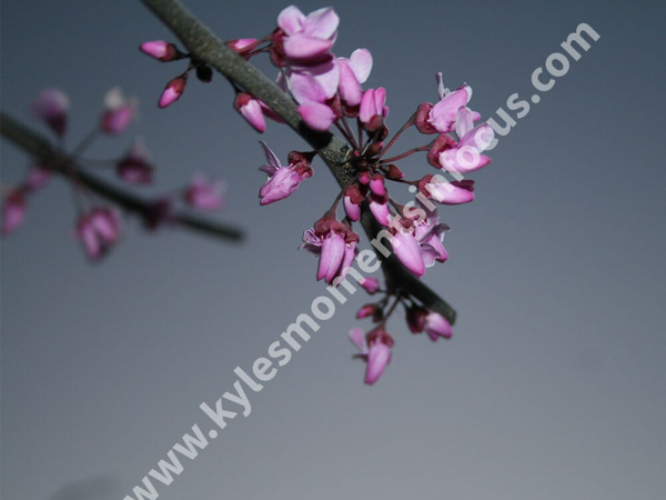Lavender in Love