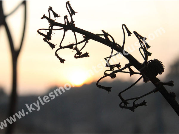 Silhouette In Sundown