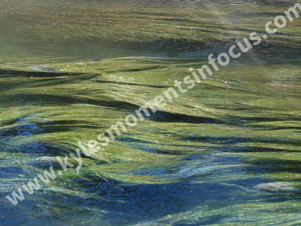 Water Ripples
