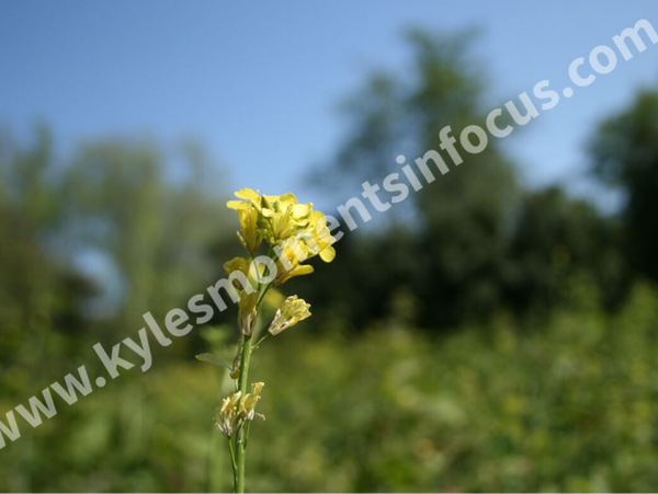 Flower of Hope