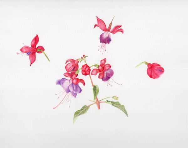 Botanische set