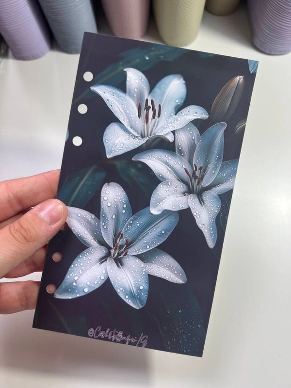 Copertina collezione rugiada n15