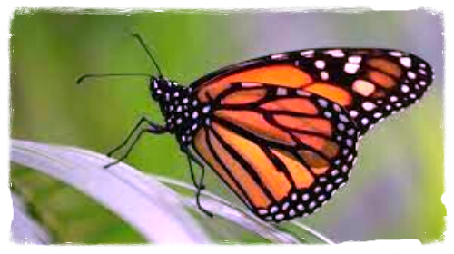 Monarch vlinder tuin eco-resort The Octopus Tropical  Oasis