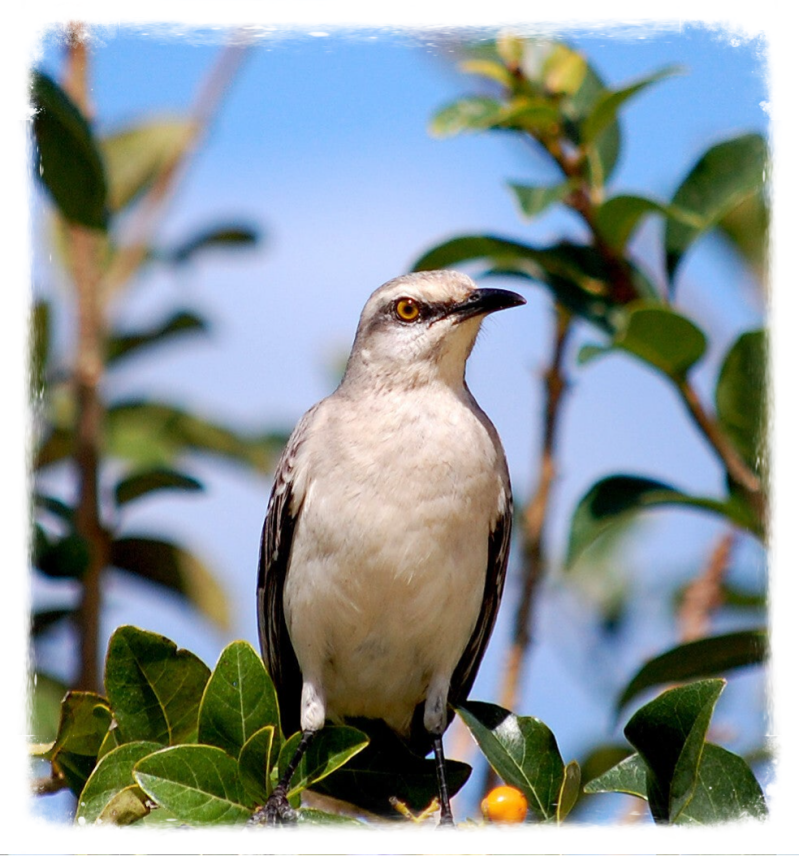 chuchubi Tropical Mockingbird  Tuin eco-resort De Octopus Tropical Oasis