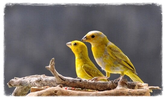 Safron Finch Safraan vink Monarch vlinder tuin eco-resort The Octopus Tropical  Oasis Curacao