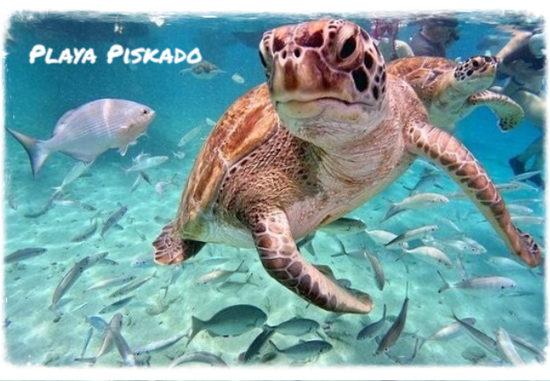 Eco Resort De Octopus Tropical Oasis Boka St. Michiel Playa Piskado