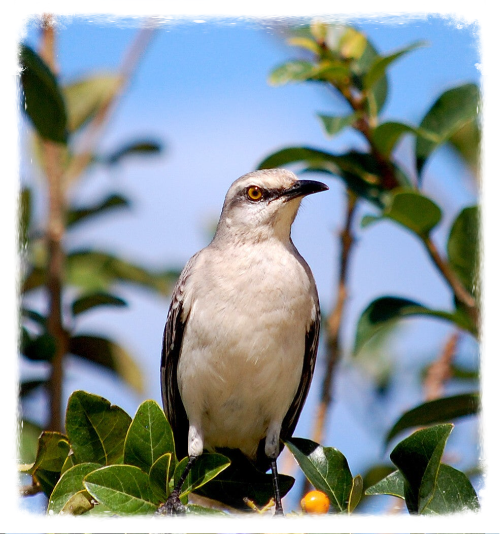 chuchubi Tropical Mockingbird  Tuin eco-resort De Octopus Tropical Oasis