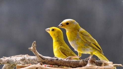 Safron Finch Safraan vink Monarch vlinder tuin eco-resort The Octopus Tropical  Oasis Curacao