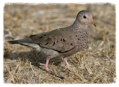 Mus duif Groud dove Monarch vlinder tuin eco-resort The Octopus Tropical  Oasis