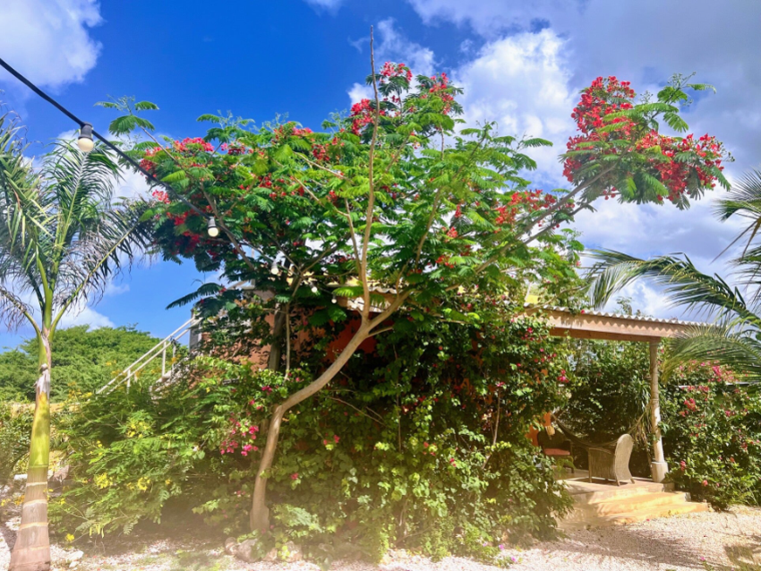 De Octopus Tropical Oasis Eco apartments Curaçao Boka St Michiel Near the Sea Garden with apartment Kolibrie