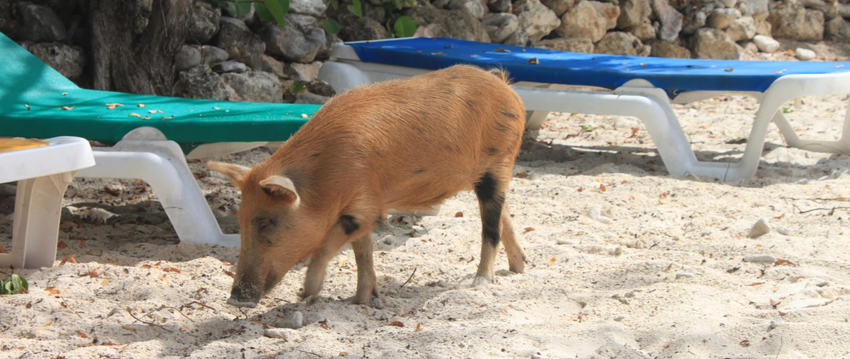 Eco Resort De Octopus Tropical Oasis Boka St. Michiel Playa Porto Marie