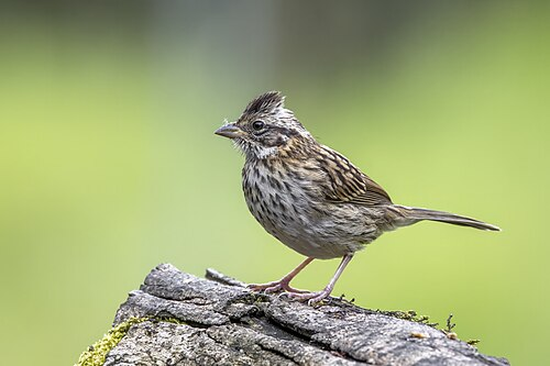 Andes Mus  Andean  sparrow tuin eco-resort The Octopus Tropical  Oasis