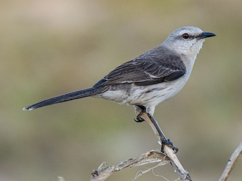 chuchubi Tropical Mockingbird  Tuin eco-resort De Octopus Tropical Oasis
