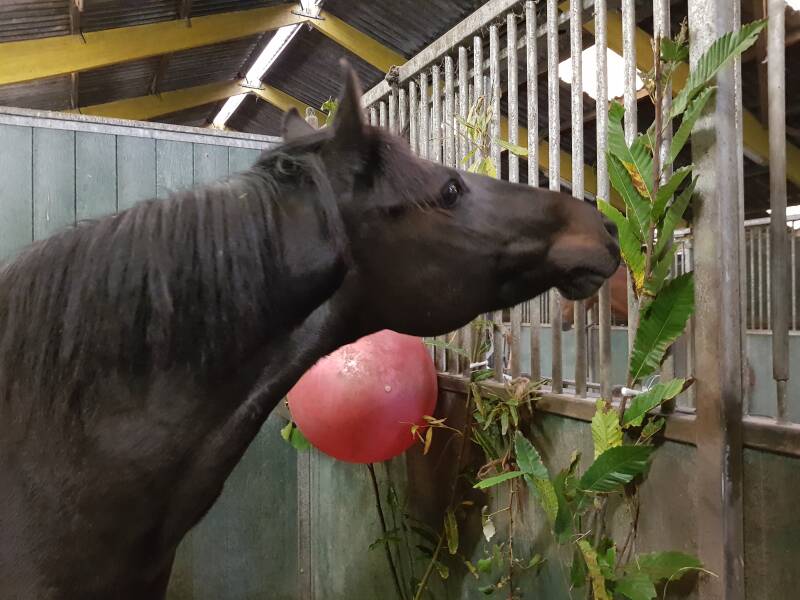 Jouw paard weer in balans in 25 weken. Geen gedoe, onnodige supplementen, gewoon compleet onafhankelijk afgestemd op jouw paard. ✔ Paarden met terugkerende of vage klachten ✔ Gevoelige paarden (stofwisseling, huid, gedrag, weerstand) ✔ Paarden waarbij “al
