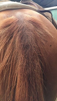 De eerste signalen van zomereczeem zijn subtiel. Een paard dat vaker schudt met het hoofd, onrustig is in de wei, of plotseling wat vaker met de staart zwiept. Soms zie je kleine bultjes of korstjes op de huid, vooral in de manenkam, bij de schoft of aan