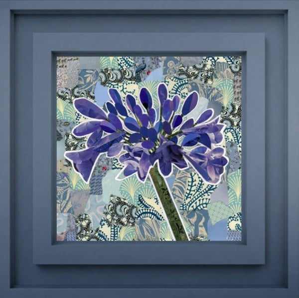 Agapanthus