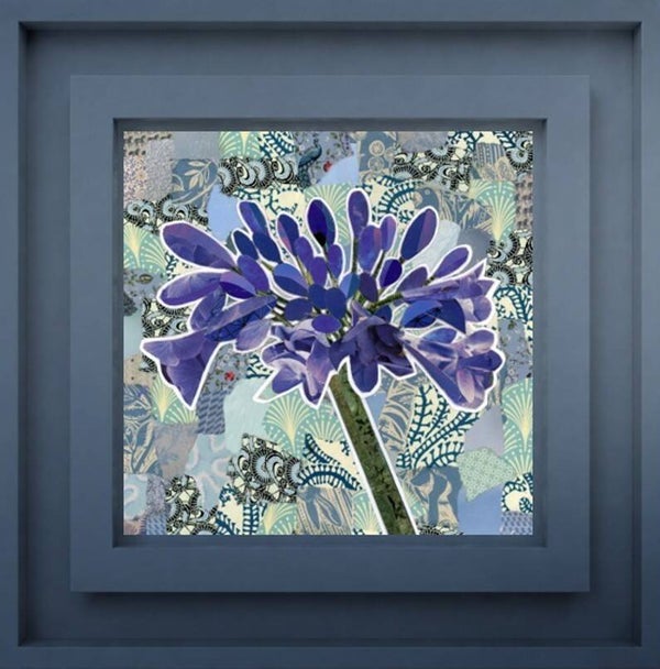 Agapanthus