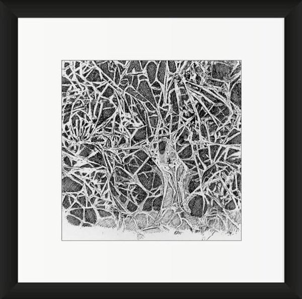 Mistletoe Tree