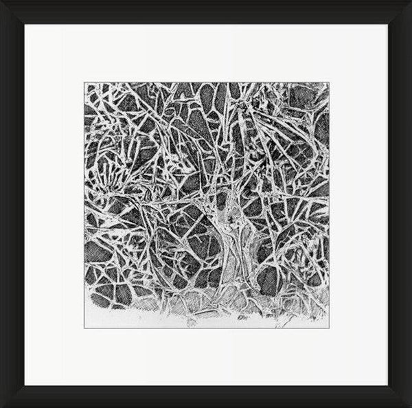 Mistletoe Tree