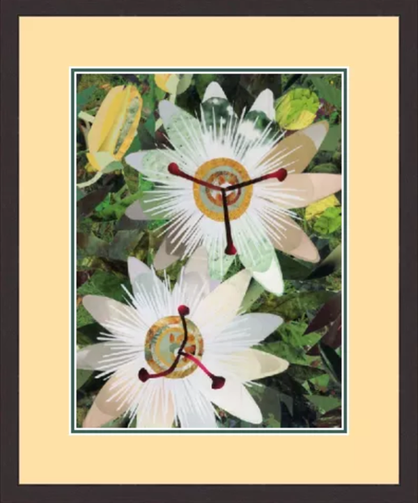 Passiflora Incanata